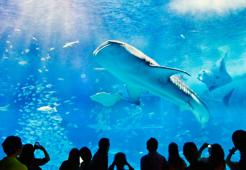 ちゅら海水族館