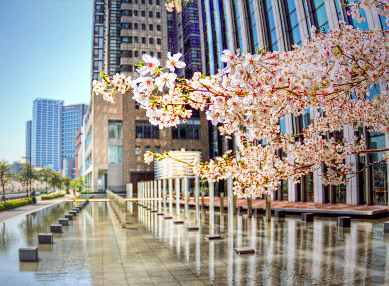 大阪の桜